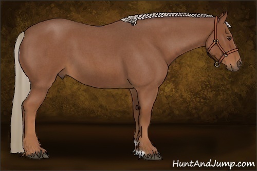 Horse Color:Red Roan