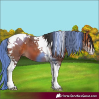 Horse Color:Bay Tobiano 