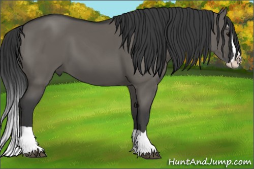 Horse Color:Grullo Splash