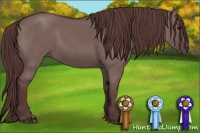 Horse Color:Chocolate Grullo 
