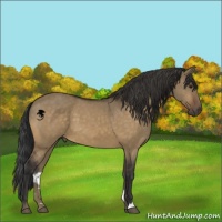 Horse Color:Buckskin Dun