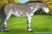 Horse Color:Grullo Splash 