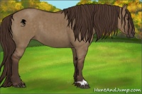 Horse Color:Liver Red Dun Brindle