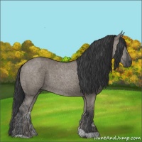 Horse Color:Grullo