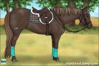 Horse Color:Liver Chestnut Rabicano