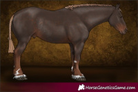Horse Color:Liver Chestnut Rabicano 