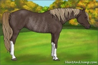 Horse Color:Liver Chestnut Rabicano 