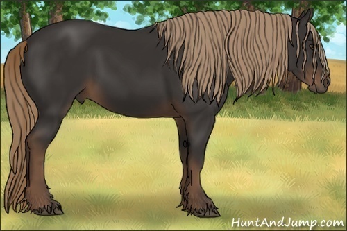 Horse Color:Liver Chestnut Rabicano 