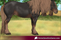 Horse Color:Liver Chestnut Rabicano