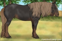 Horse Color:Liver Chestnut Rabicano 