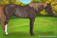 Horse Color:Liver Chestnut Rabicano 