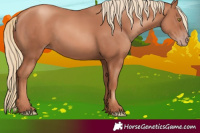 Horse Color:Gold Champagne Rabicano