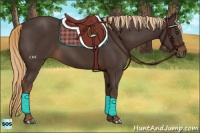 Horse Color:Liver Chestnut Rabicano
