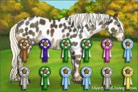 Horse Color:Liver Chestnut Appaloosa Rabicano