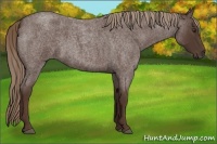 Horse Color:Liver Red Roan Rabicano 