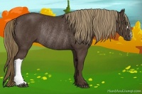 Horse Color:Liver Chestnut Rabicano 