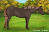 Horse Color:Liver Chestnut Rabicano 