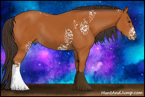 Horse Color:White Spotted Buckskin Rabicano