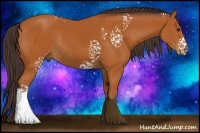 Horse Color:White Spotted Buckskin Rabicano