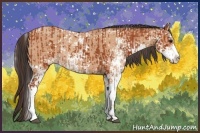 Horse Color:Bay Sabino  and Amber Champagne Sabino 