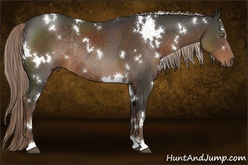 Horse Color:White Spotted Liver Chestnut Rabicano 