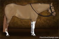 Horse Color:Liver Red Dun Tobiano Rabicano