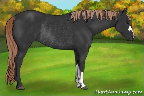 Horse Color:Liver Chestnut Rabicano 