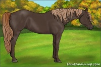 Horse Color:Liver Chestnut Rabicano