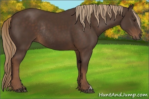 Horse Color:Liver Chestnut Rabicano 