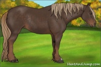 Horse Color:Liver Chestnut Rabicano 