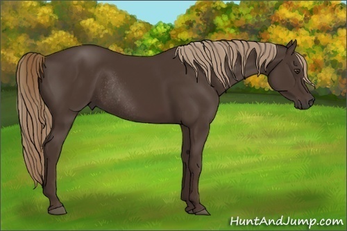Horse Color:Liver Chestnut Rabicano 
