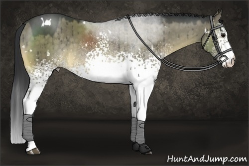 Horse Color:White Spotted Buckskin Dun Rabicano