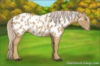 Horse Color:Palomino Near Leopard