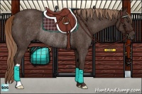 Horse Color:Liver Chestnut Rabicano