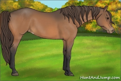 Horse Color:Buckskin Varnish