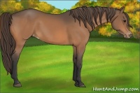 Horse Color:Buckskin Varnish