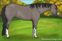 Horse Color:Grullo