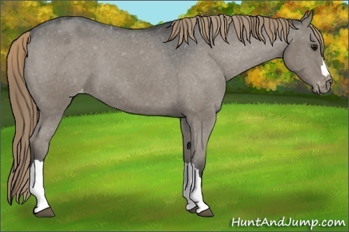 Horse Color:Smoky Grullo Appaloosa 