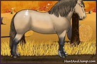 Horse Color:Buckskin Appaloosa