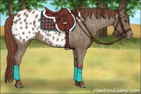 Horse Color:Chestnut Appaloosa 