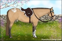 Horse Color:Buckskin Appaloosa Rabicano 