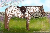 Horse Color:Chestnut Appaloosa