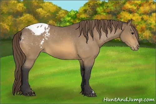 Horse Color:Buckskin Appaloosa