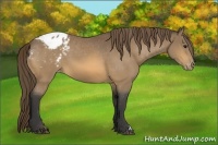 Horse Color:Buckskin Appaloosa