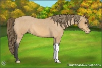 Horse Color:Buckskin Appaloosa