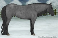 Horse Color:Blue Roan 