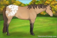 Horse Color:Buckskin Appaloosa