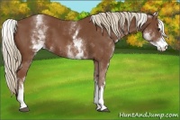 Horse Color:White Spotted Chestnut Sabino