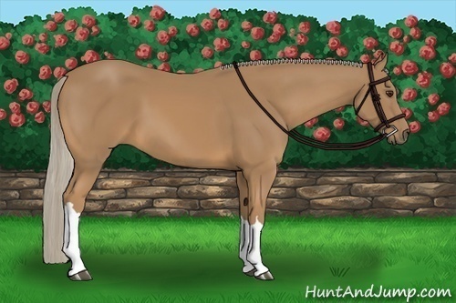 Horse Color:Palomino 