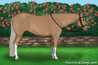 Horse Color:Palomino 